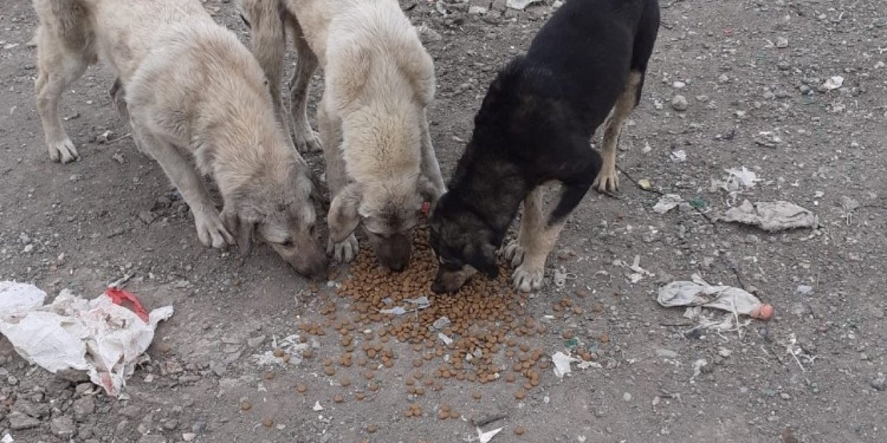Sokak Hayvanlarına Mama Dağıtımı Devam Ediyor