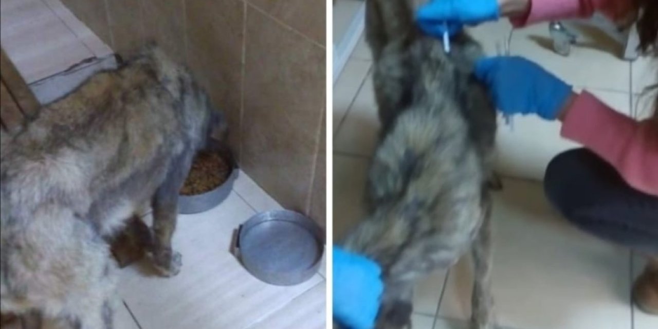 Aç Kalan Köpeğe Sıcak Yuva