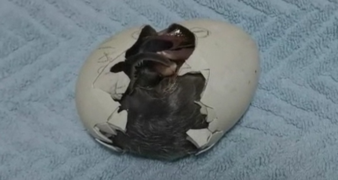 Çin’de Çember Sakallı Penguen’in yumurtadan çıktığı an ilgiyle izlendi