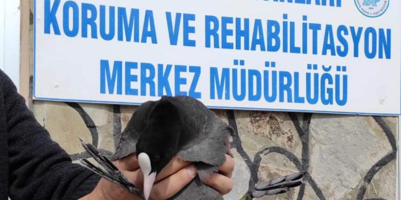 Tedavileri Tamamlanan Kuşlar Doğaya Bırakıldı