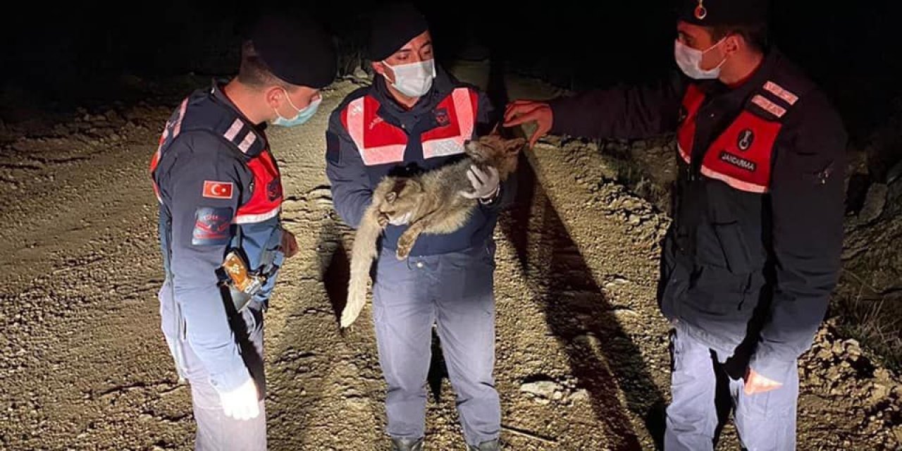 Yaralı Tilki Jandarma Tarafından Kurtarıldı