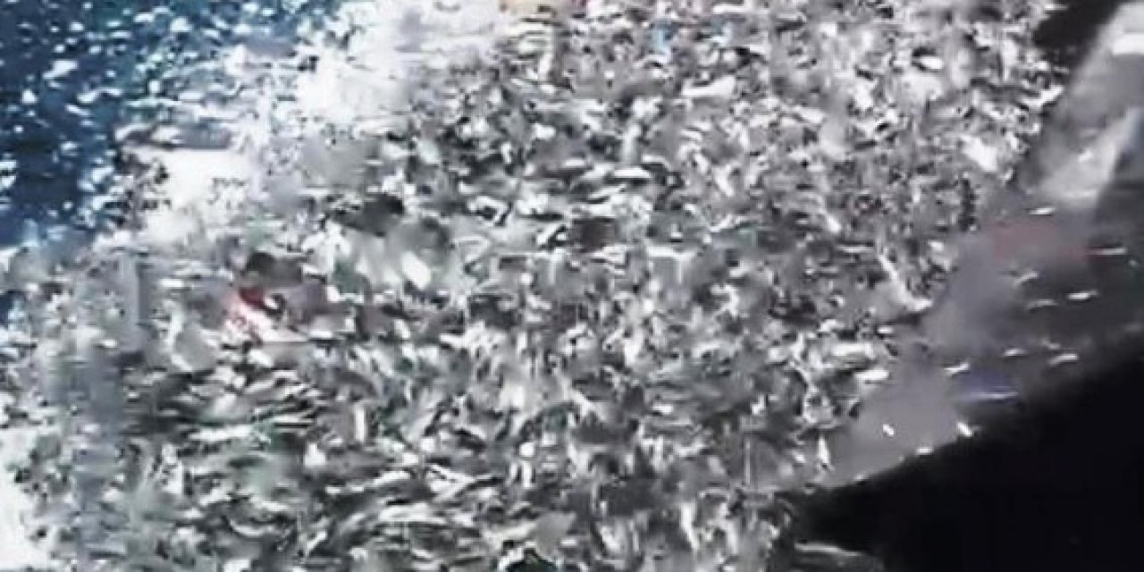 Balıkçılardan Örnek Hareket: Binlerce Kefal Yavrusunu Denize Bıraktılar