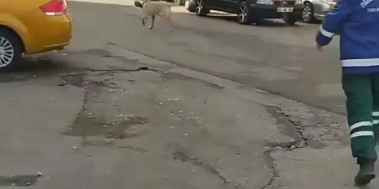 Rize’de Temizlik Görevlisi İle Süpürgesini Çalan Köpek Arasındaki Kovalamaca Cep Telefonu Kameralarına Yansıdı