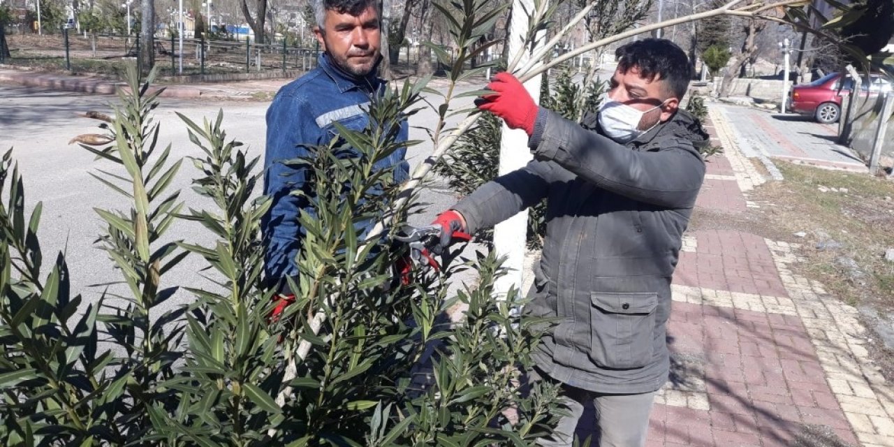 Gölbaşı İlçesinde Ağaçlar Budanıyor