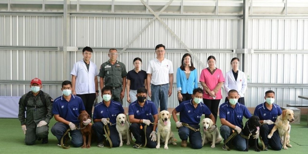 Taylandlı Bilim İnsanları 6 Köpeği Covid-19 Testi İçin Eğitti