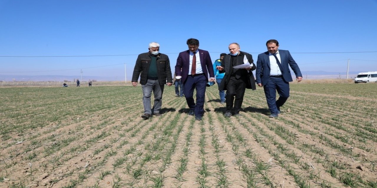 Eskişehir’de 20 Çeşit Yerli Ve Milli Tohum Deneme Çalışması