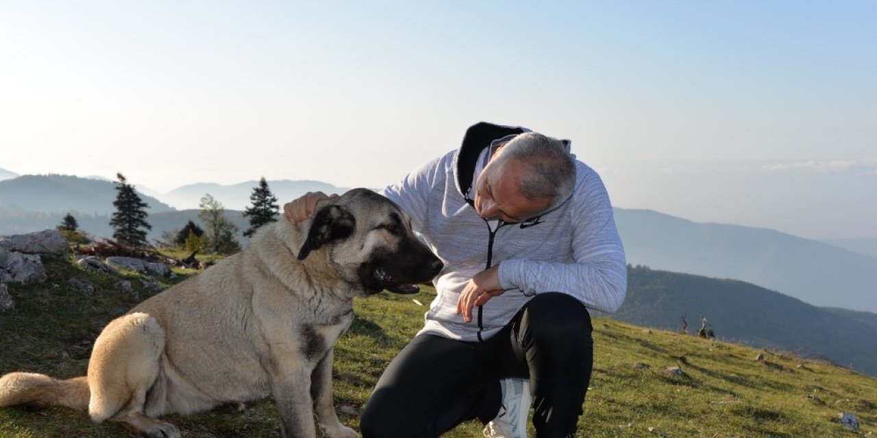 Hendek Belediyesi Sokak Hayvanlarını Sıcak Yuvaları İle Kavuşturuyor
