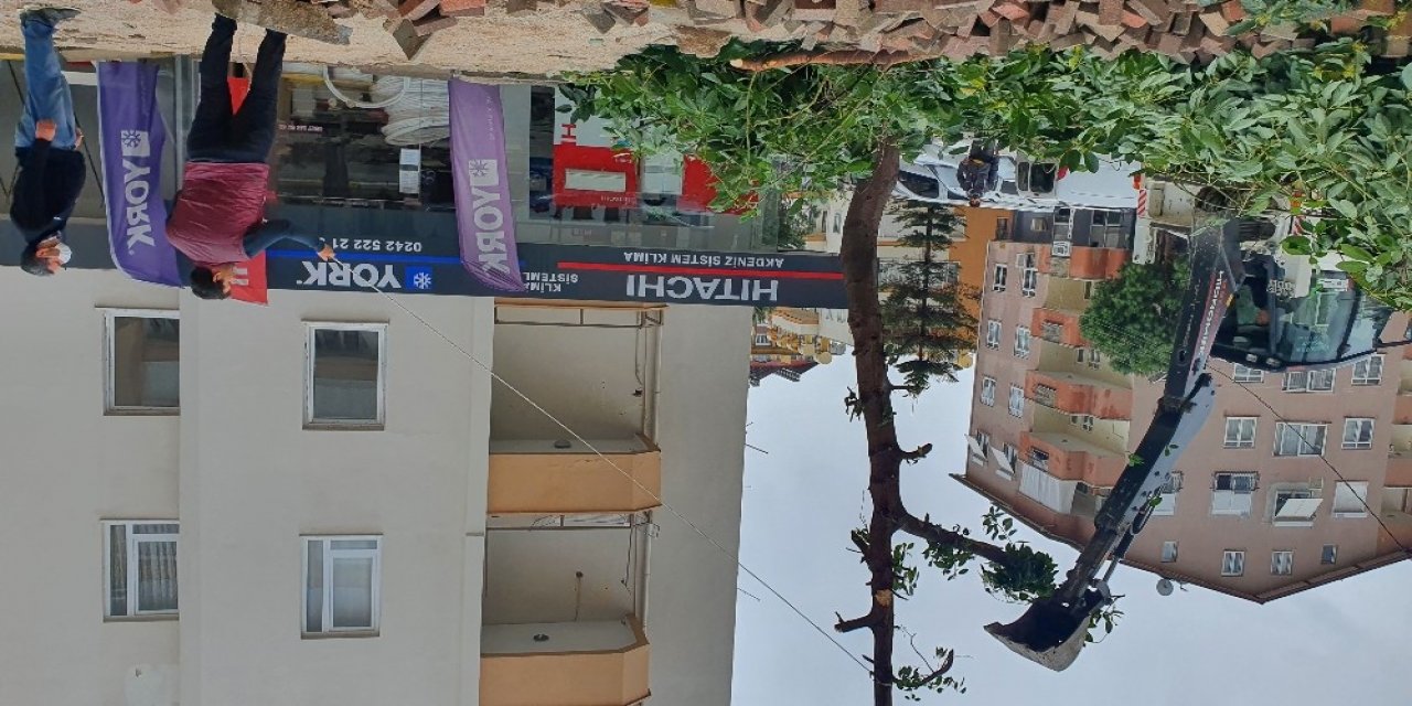 Fırtınada Caretta Carettalar Sahile Vurdu