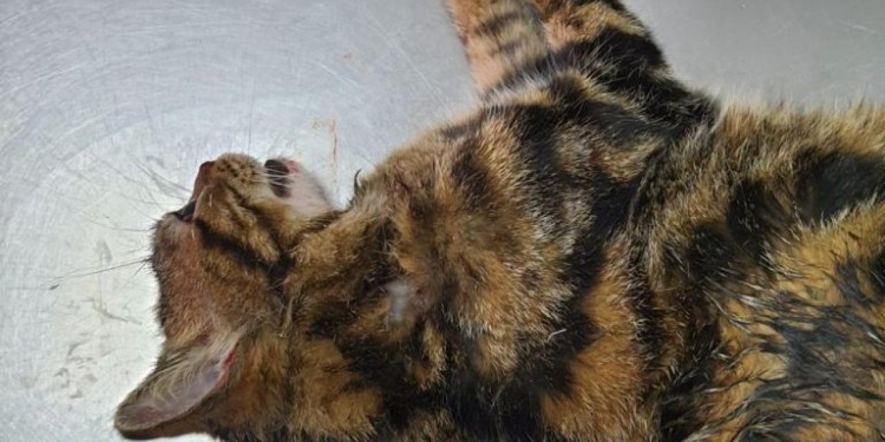 Sopayla Önce Kediye Eziyet Etti Sonra Kendisini Uyaran Zabıtaya Saldırdı