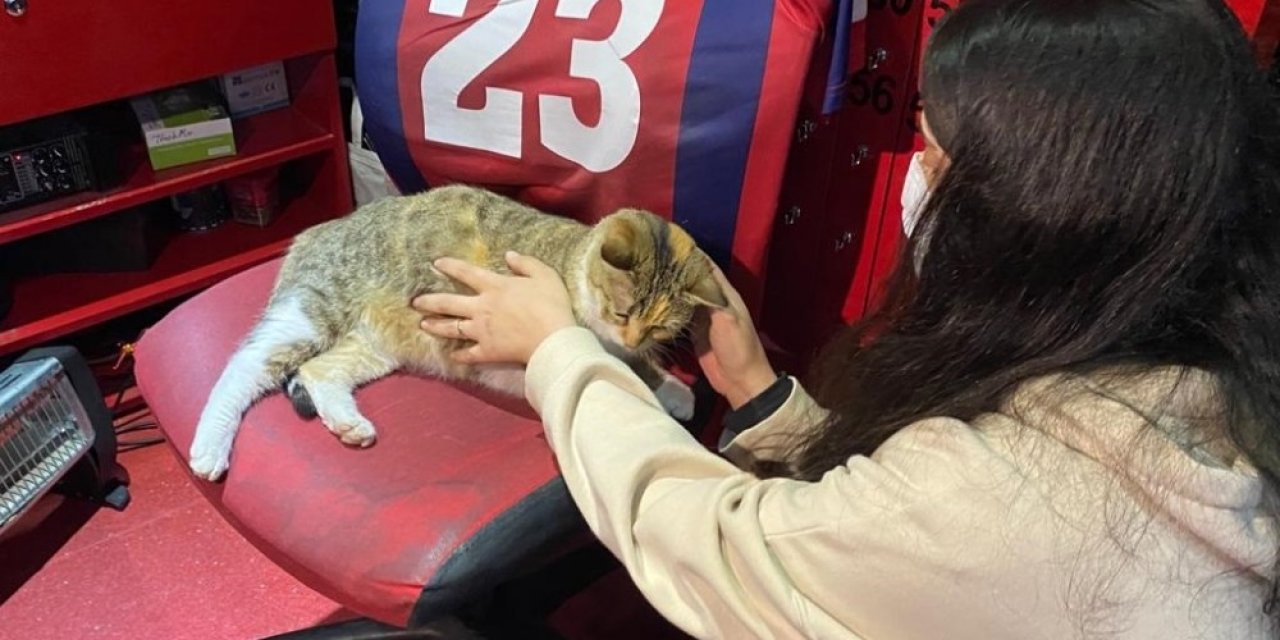 Şiddete Maruz Kalan Sokak Kedisi Koruma Altına Alındı