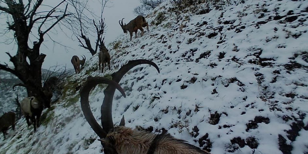 Tunceli’de Yaban Keçileri Sürü Halinde Foto Kapanla Görüntülendi