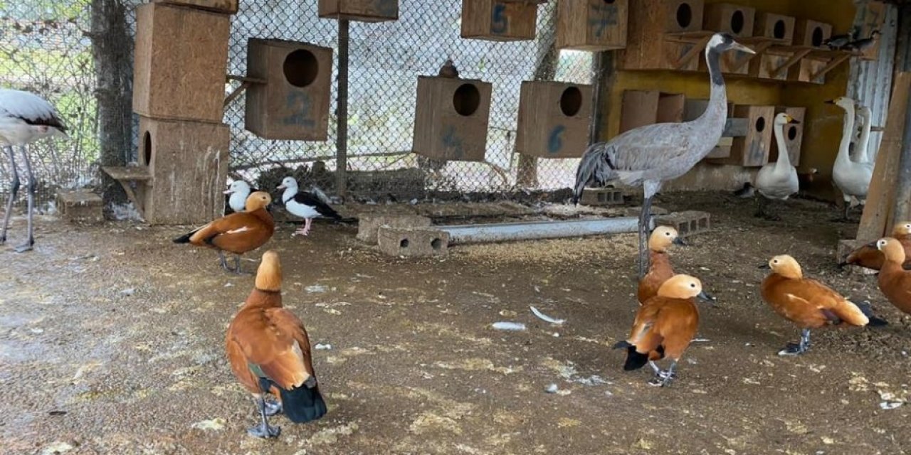 İ̇stanbul’da ‘kaçak Kuş’ Operasyonu: 185 Canlı Hayvan Ele Geçirildi