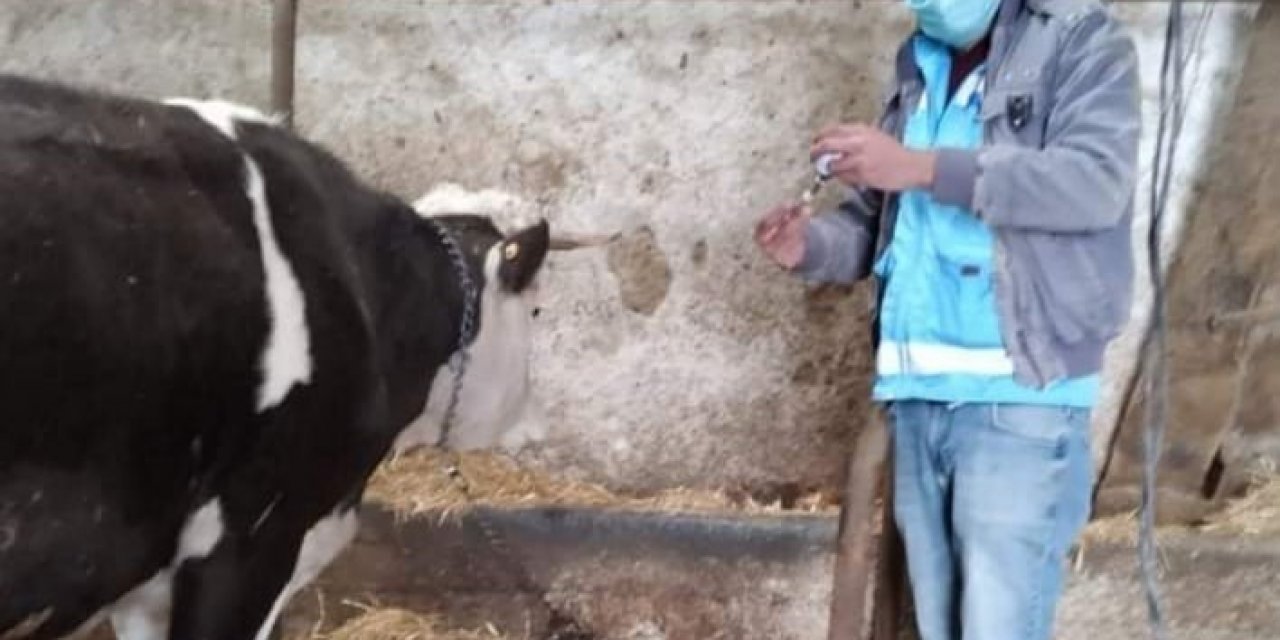 İ̇lçe Merkezi Ve Köylerde ’’şap’’ Aşısı Kampanyası
