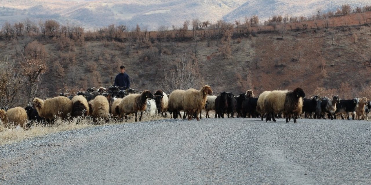 Siirt’te Göçerlerin Zorlu Yaşamı