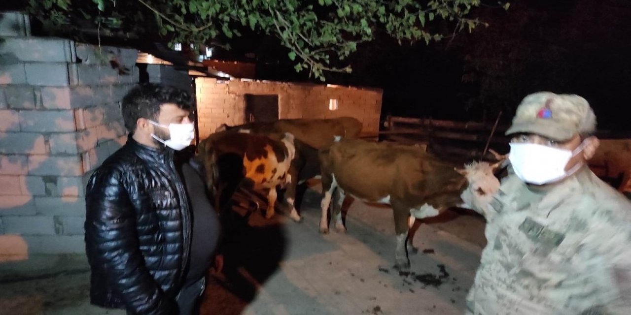 Hayvan Hırsızları Jasat’tan Kaçamadı