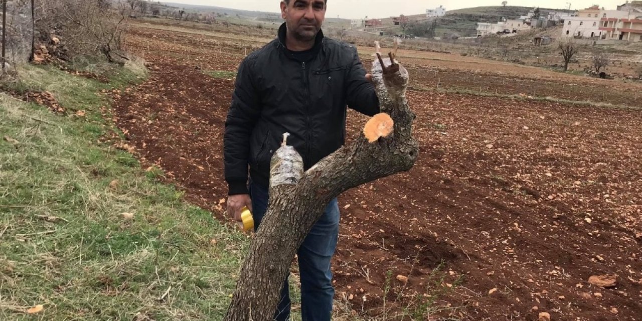 Gercüş’te Meyve Ağaçları Aşılanmaya Başlandı