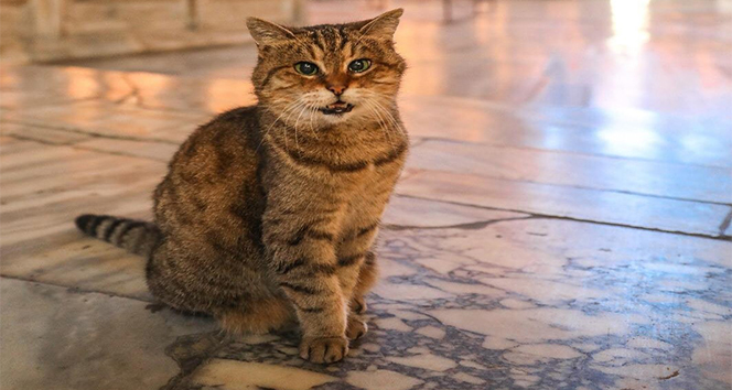 Ayasofya'nın sembol kedisi Gli hayatını kaybetti