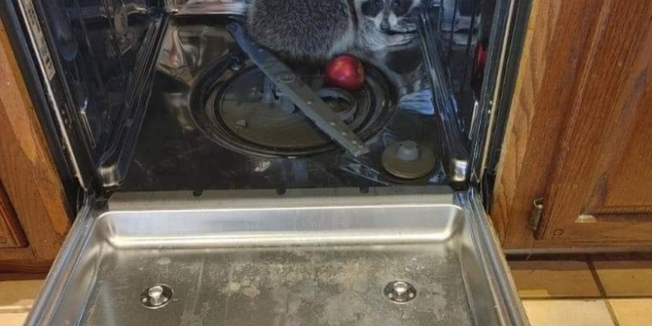 Abd’de Rakun, Girdiği Evdeki Bulaşık Makinesinde Uyuyakaldı