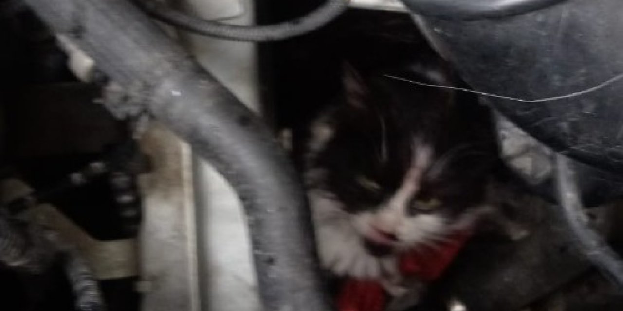 Yavru Kedi Otomobilin Motor Kısmına Sıkıştı