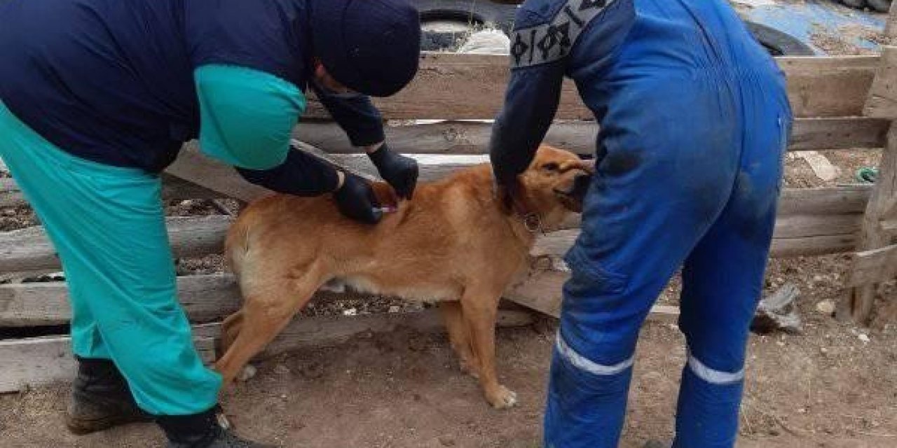 Aslanapa’da Kuduz Ve Çiçek Hastalığı Aşı Çalışmaları
