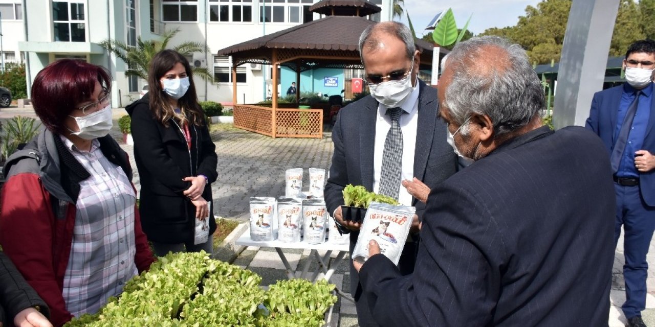 Tarsus Belediyesinden Ücretsiz Marul Fidesi