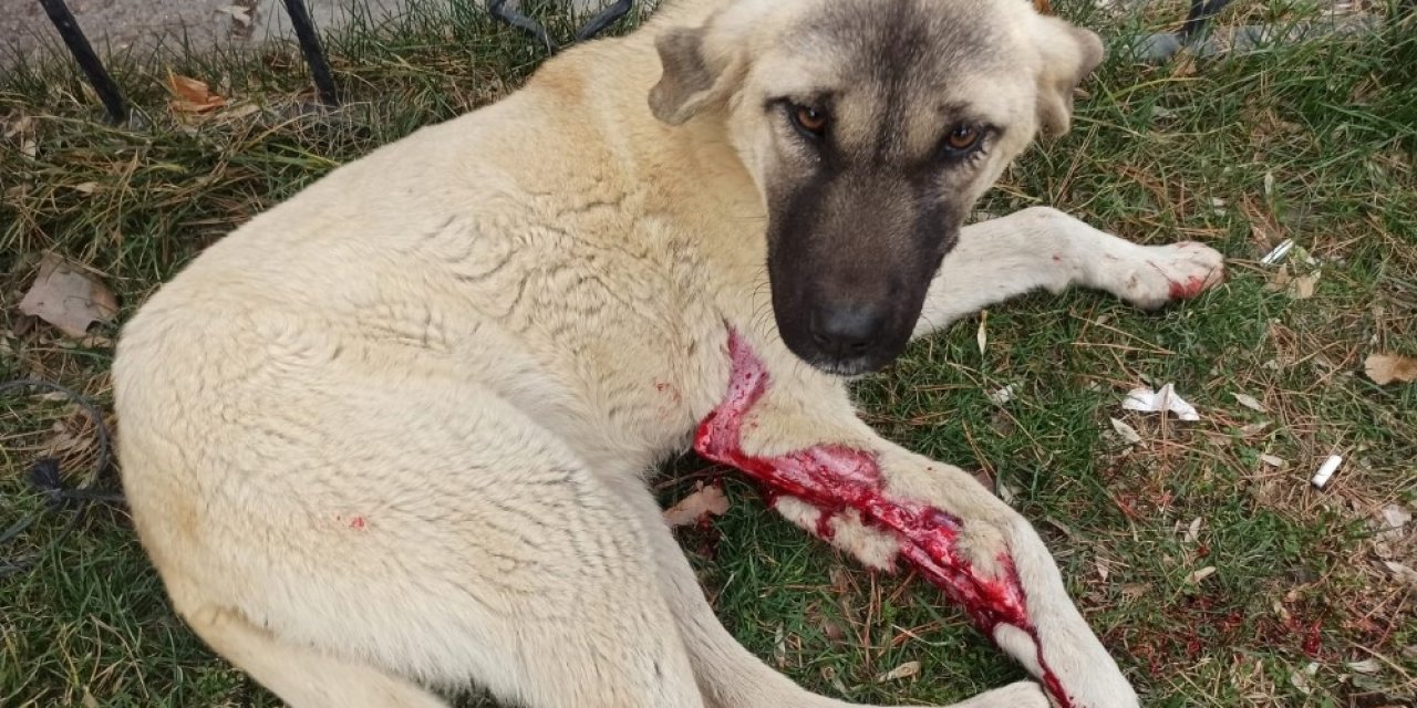 Vicdansız Sürücü Köpeğe Çarptı, Arkasına Bakmadan Kaçtı
