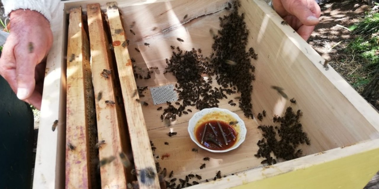 Mevsim Şartları Ve Bilinçsiz Besleme Arı Ölümlerine Neden Oldu