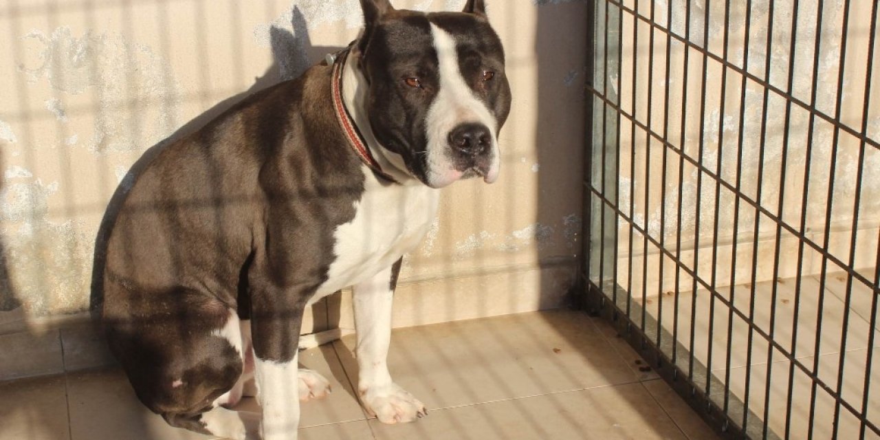 Manisa’da Pitbull Dehşeti: 2 Polis Yaralandı