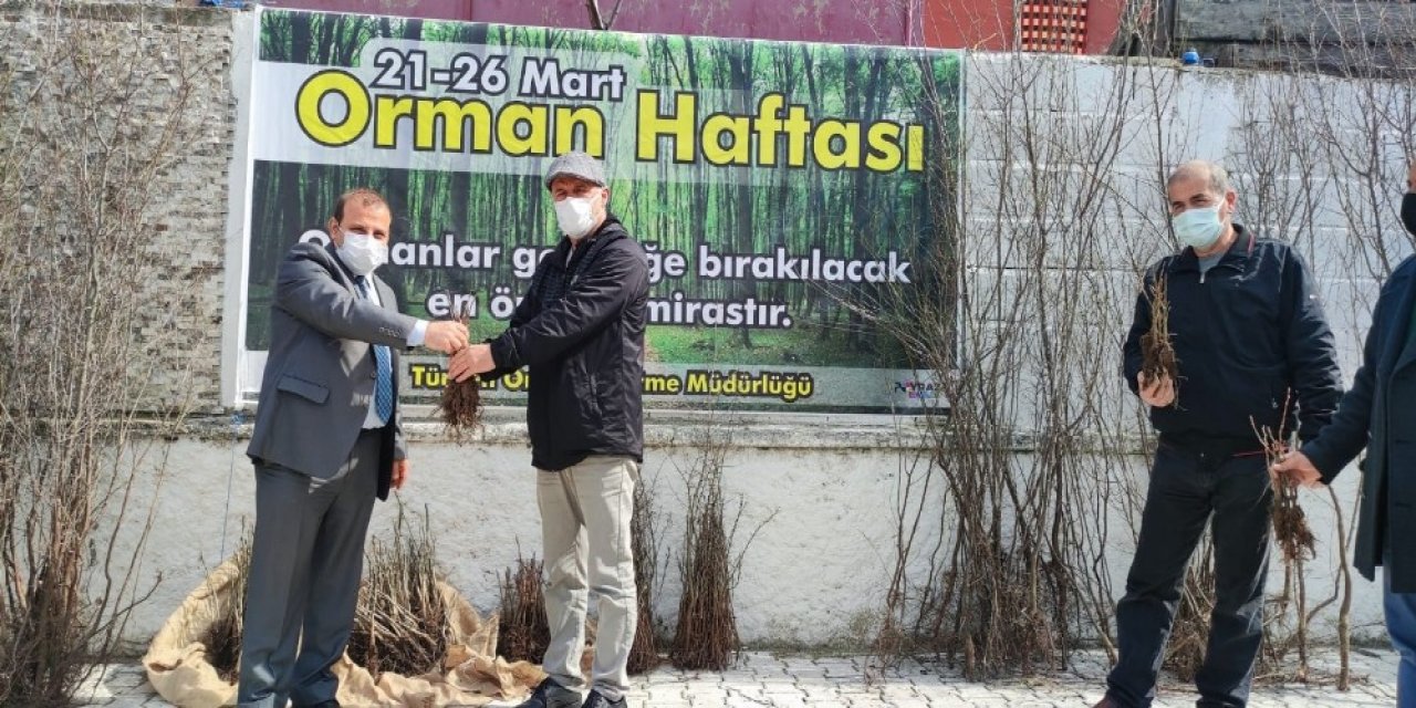 Türkeli’de Vatandaşlara Fidan Dağıtımı Yapıldı