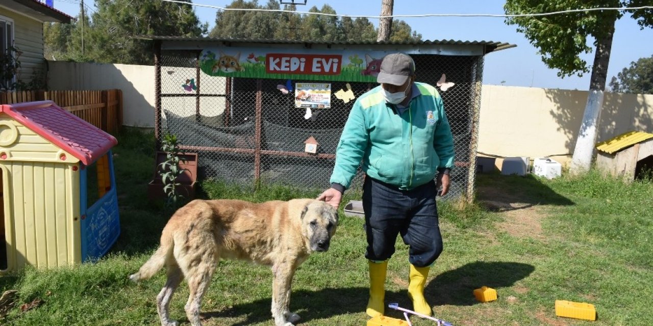 Silahla Vurularak Yaralanan Sokak Köpeği Sağlığına Kavuşturuldu