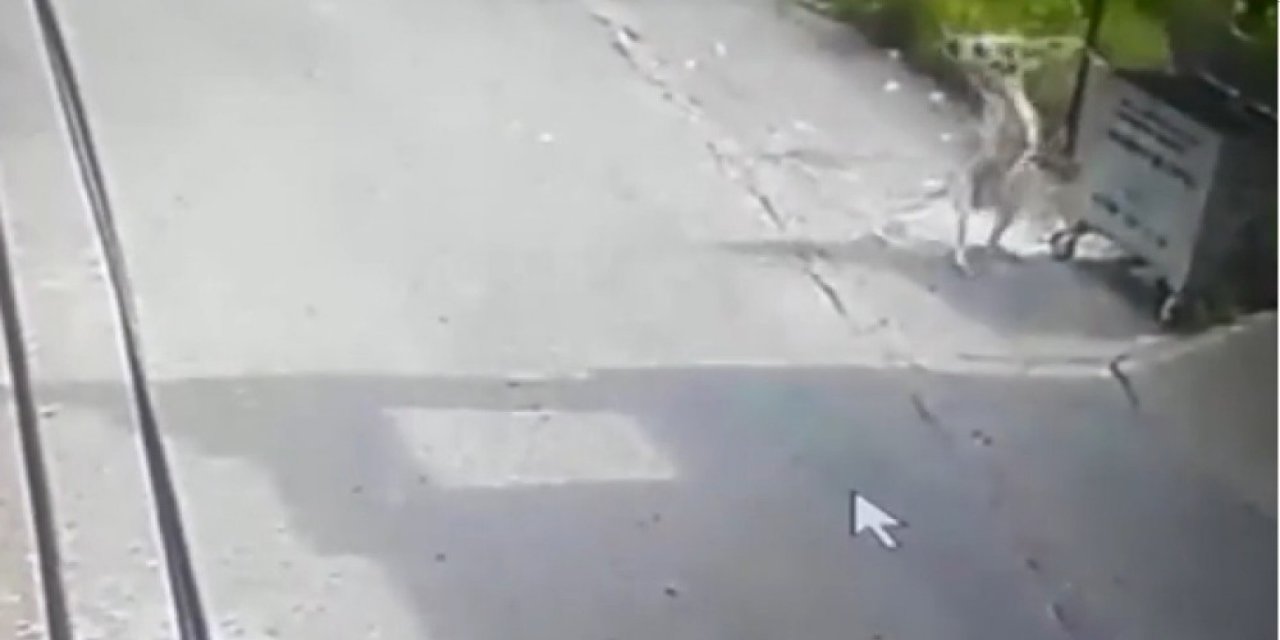 Köpeğin Saldırısına Uğrayan Kedi Telef Oldu