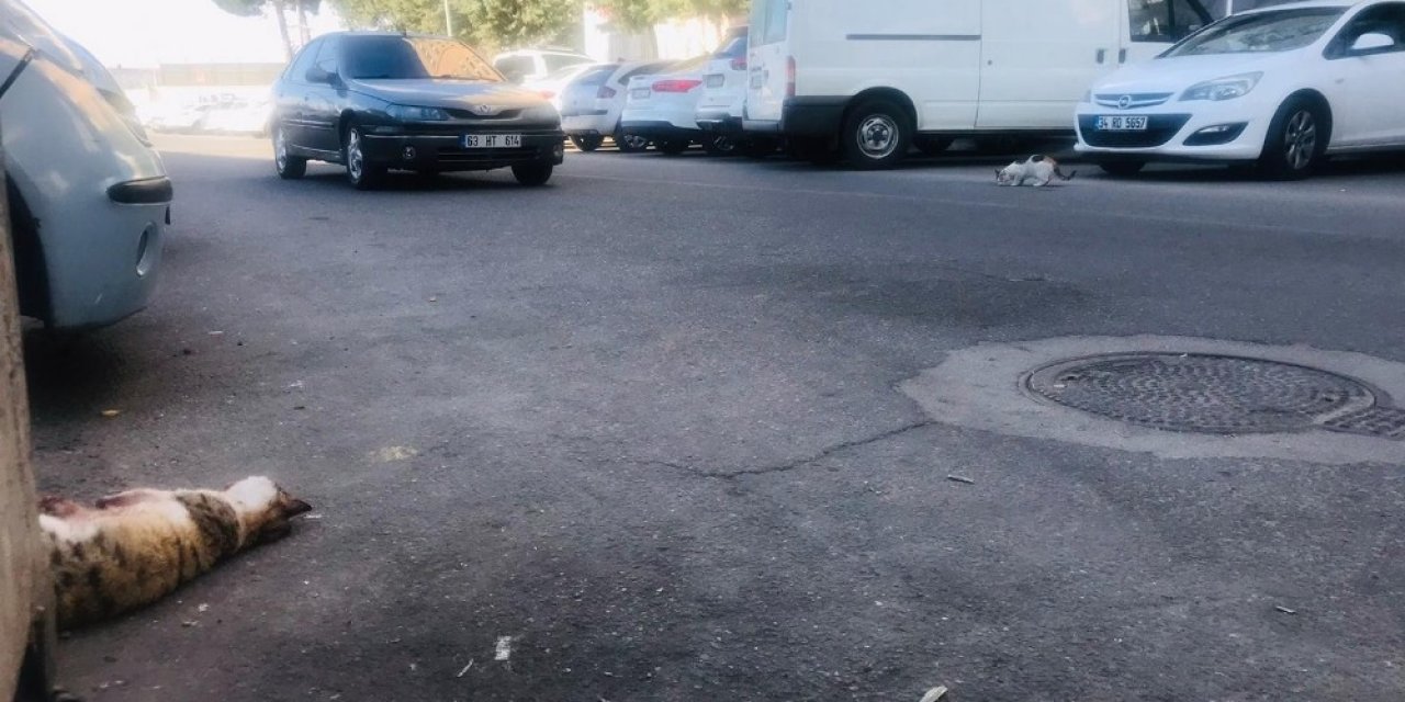 Diyarbakır’dan Yürek Yakan Görüntü, Kediye Araba Çarptı, Diğer Kedi Çarpan Yerden Ayrılmadı