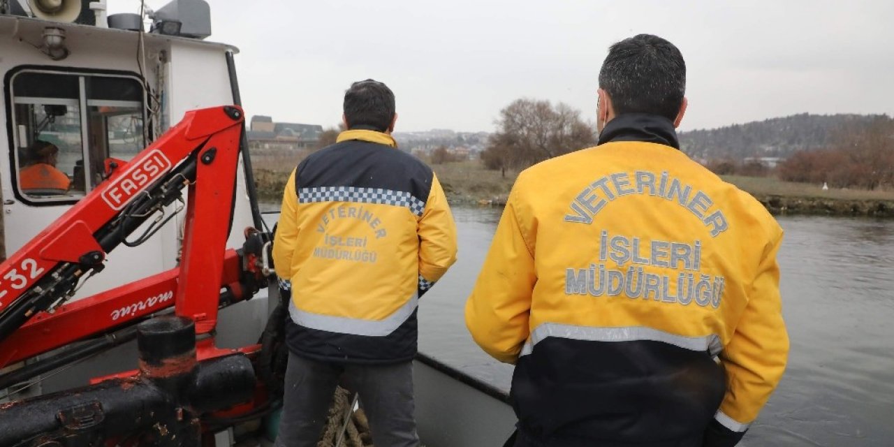 Haliç’te Köpek Kurtarma Operasyonu