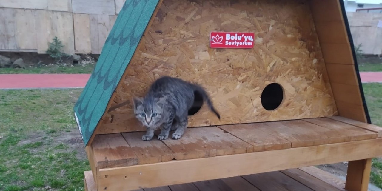 Bolu’da, Çöp Konteynerine Atılan Yavru Kedi Kurtarıldı