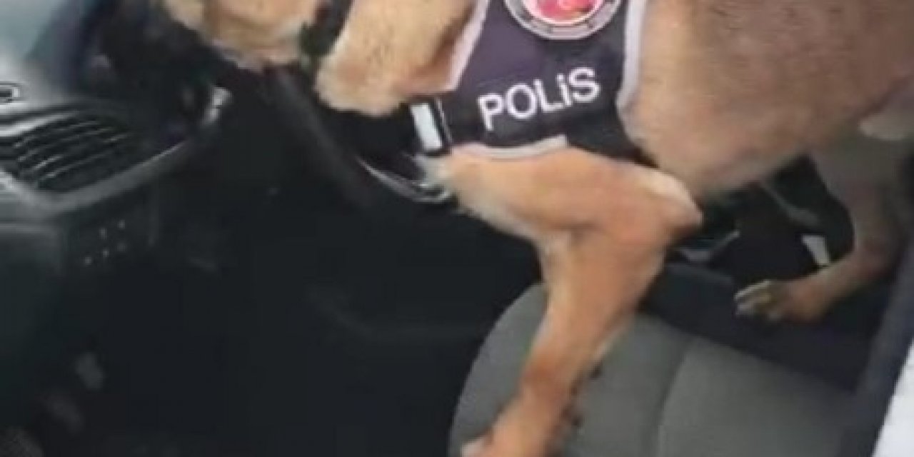 Gösterge Paneline Saklanan Uyuşturucuyu Narkotik Köpeği Artur Buldu