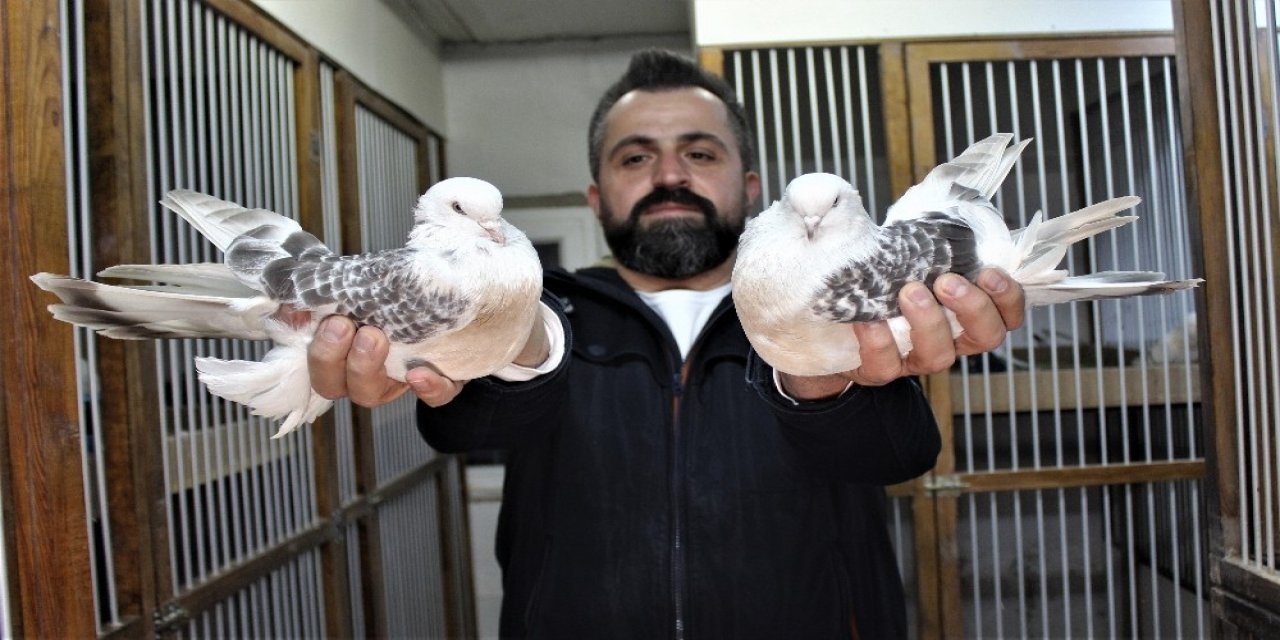 Bu Kuşların Güzelliği 100 Bin Lira Ediyor