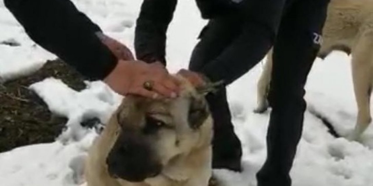 İ̇şkence Edilen Sokak Köpeklerine Zabıtalar Sahip Çıktı