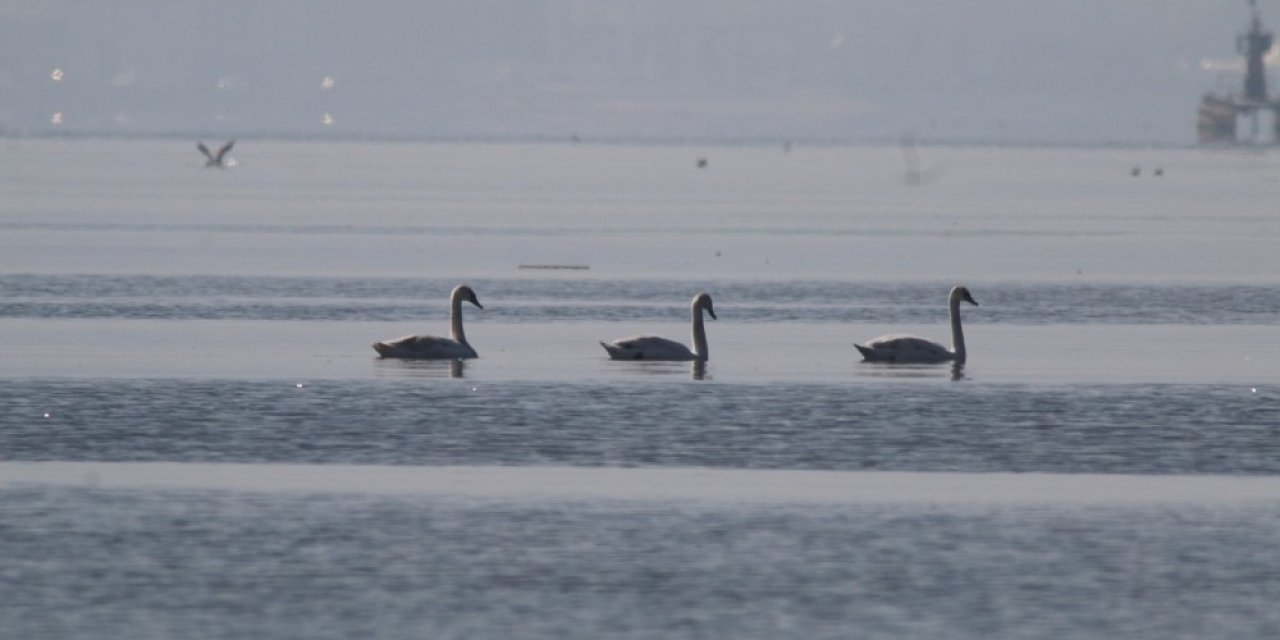 Flamingoların Ardından Kuğular Da İ̇zmit Körfezi’nde