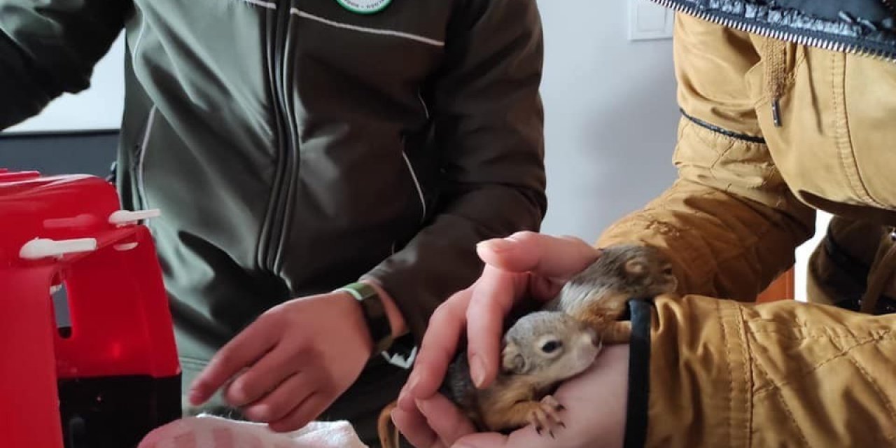 Yardıma Muhtaç Hayvanlara Doğa Koruma El Uzattı