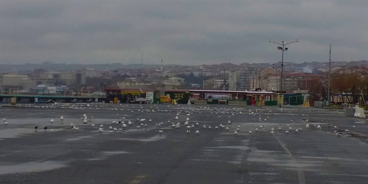 Boş Kalan Sahil, Martılara Kaldı