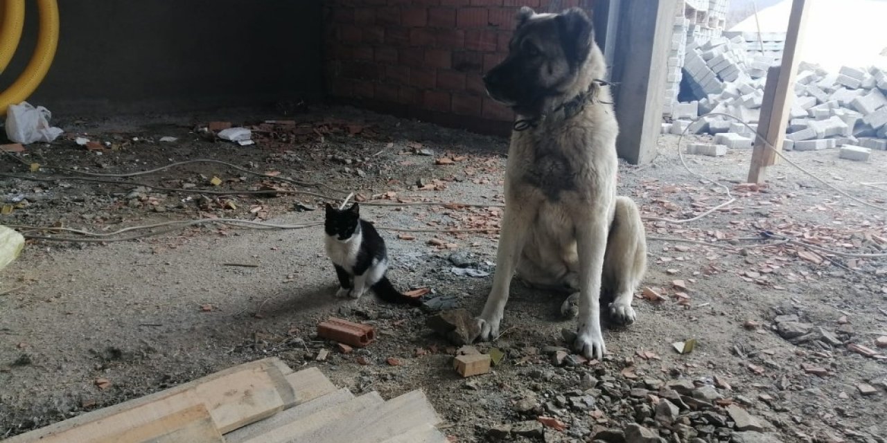 Kedi İle Köpeğin Dostluğu Renkli Görüntülere Sahne Oldu