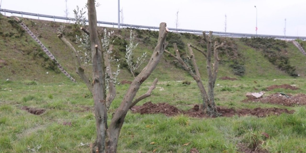 Çamköy Kavşağına Zeytin Ağaçları Dikildi