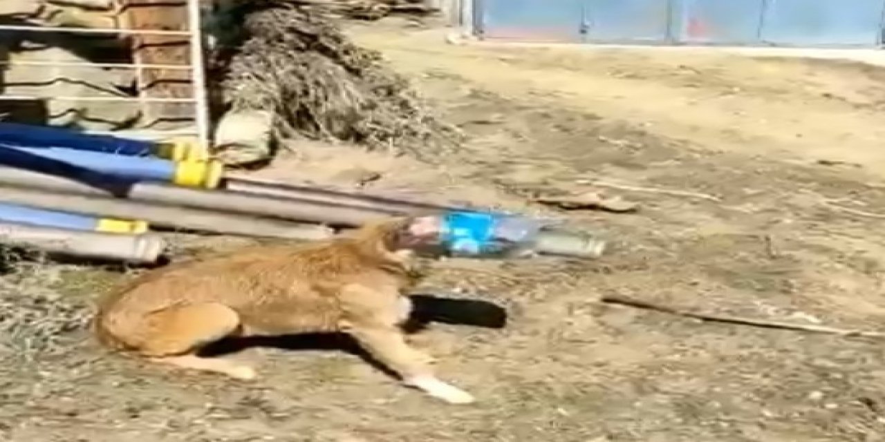 Kafası Bidona Sıkışan Köpeği Vatandaş Kurtardı