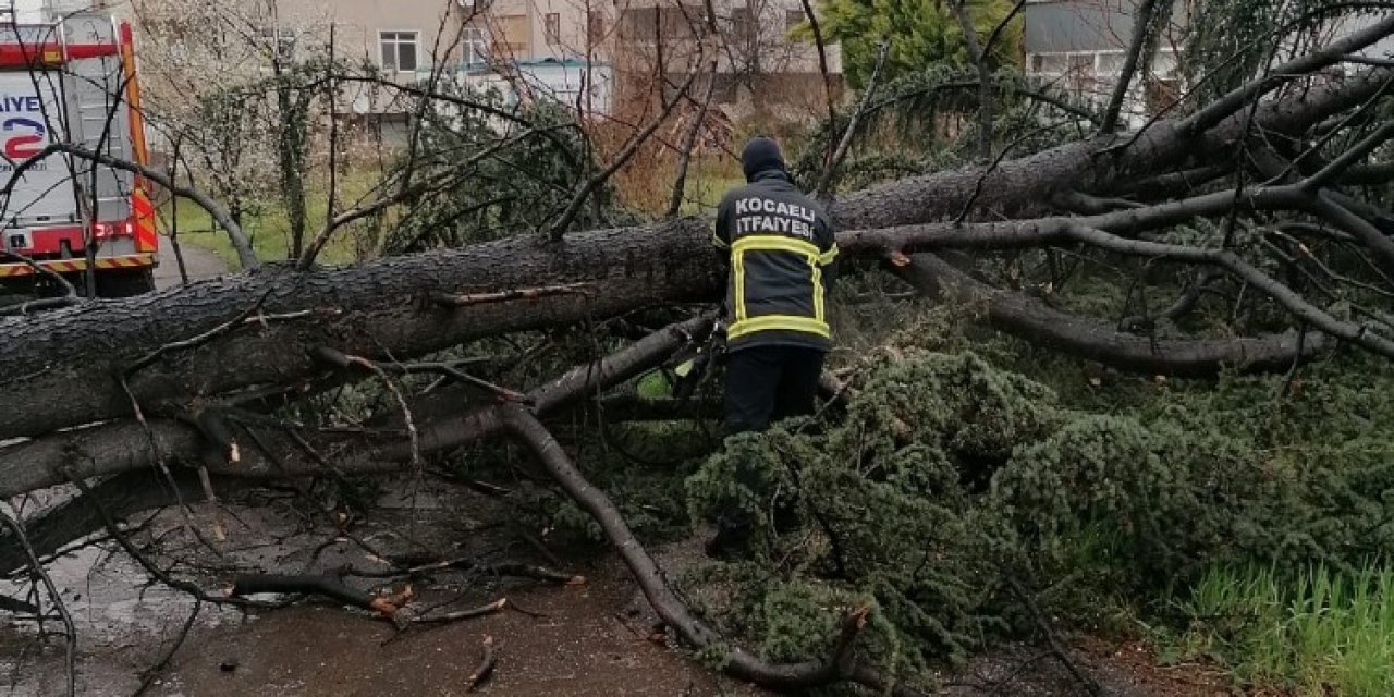 Şiddetli Rüzgar Ağacı Devirdi