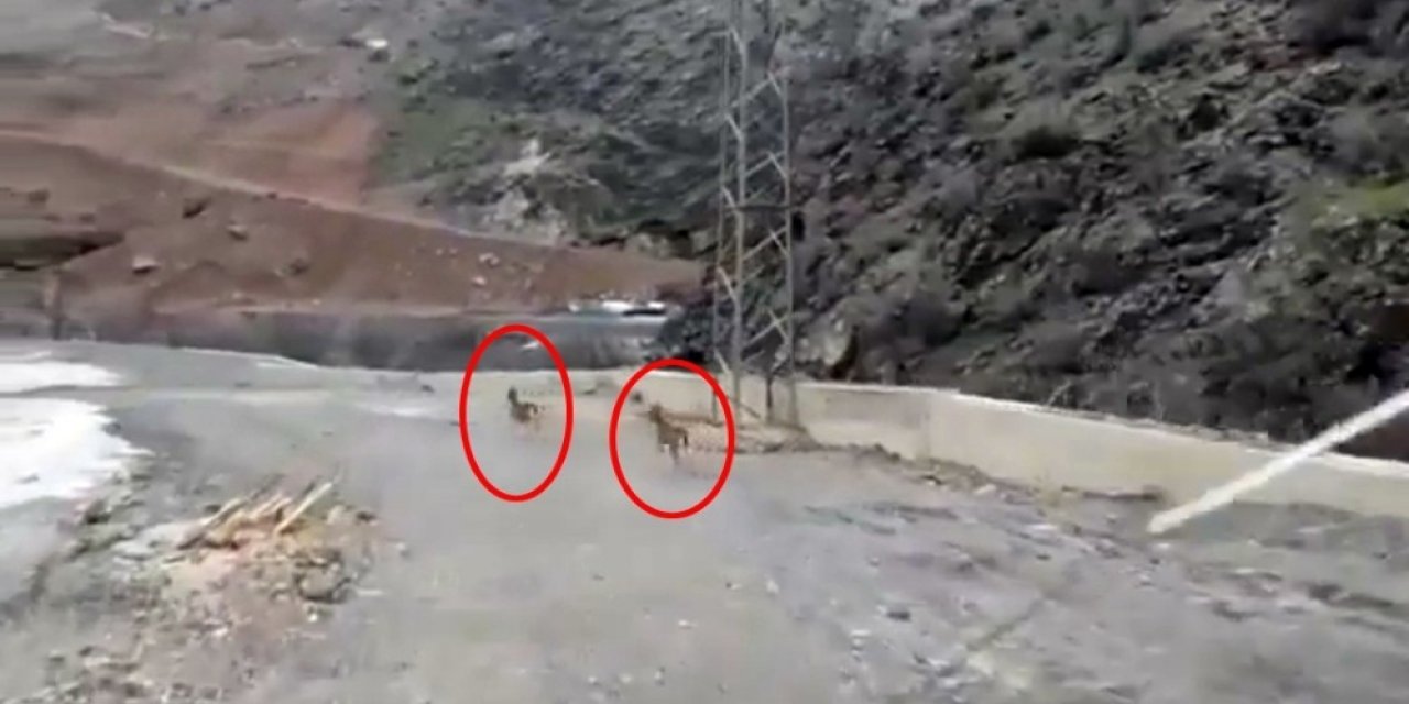 Yüksekova’da Dağ Keçileri Görüntülendi