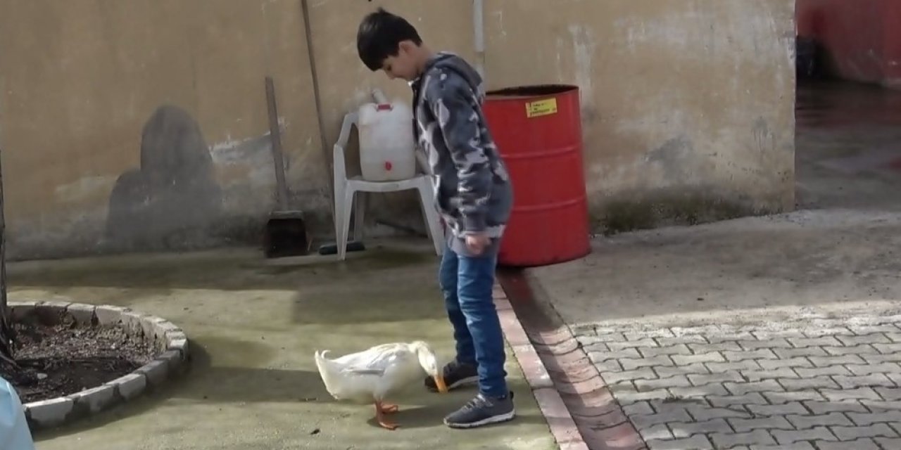 Küçük Yusuf’la Ördeğin Dostluğu