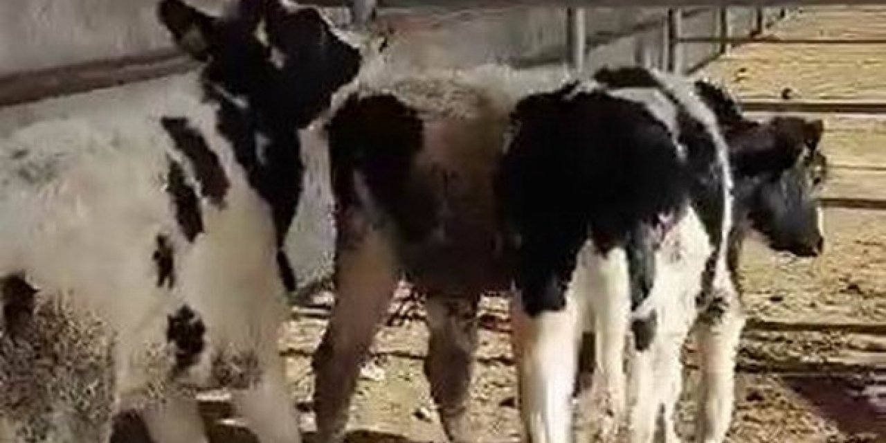 Kayıp İnekleri Jandarma Sahibine Teslim Etti