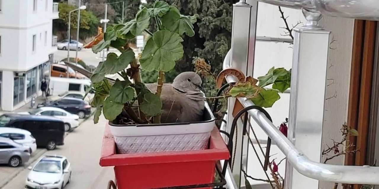 Saksıda Çiçek Değil Kumru Açtı