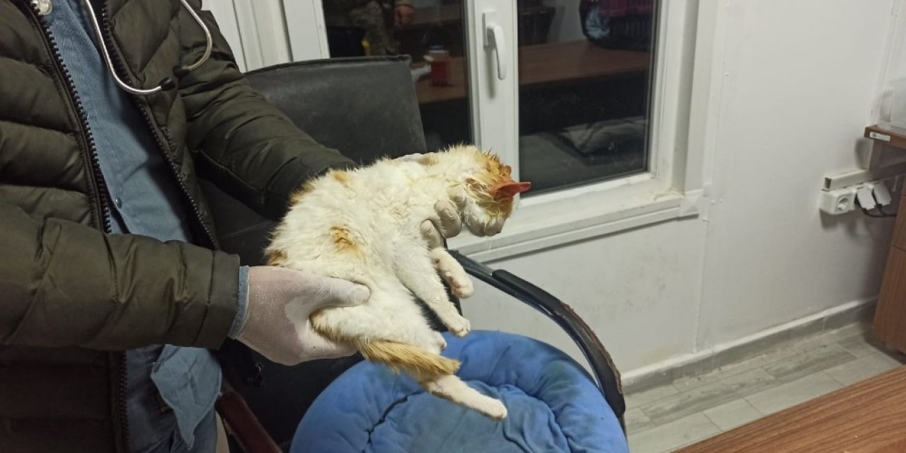 Jandarma Ekipleri Sokakta Buldukları Hasta Kedi Tedavi Etti
