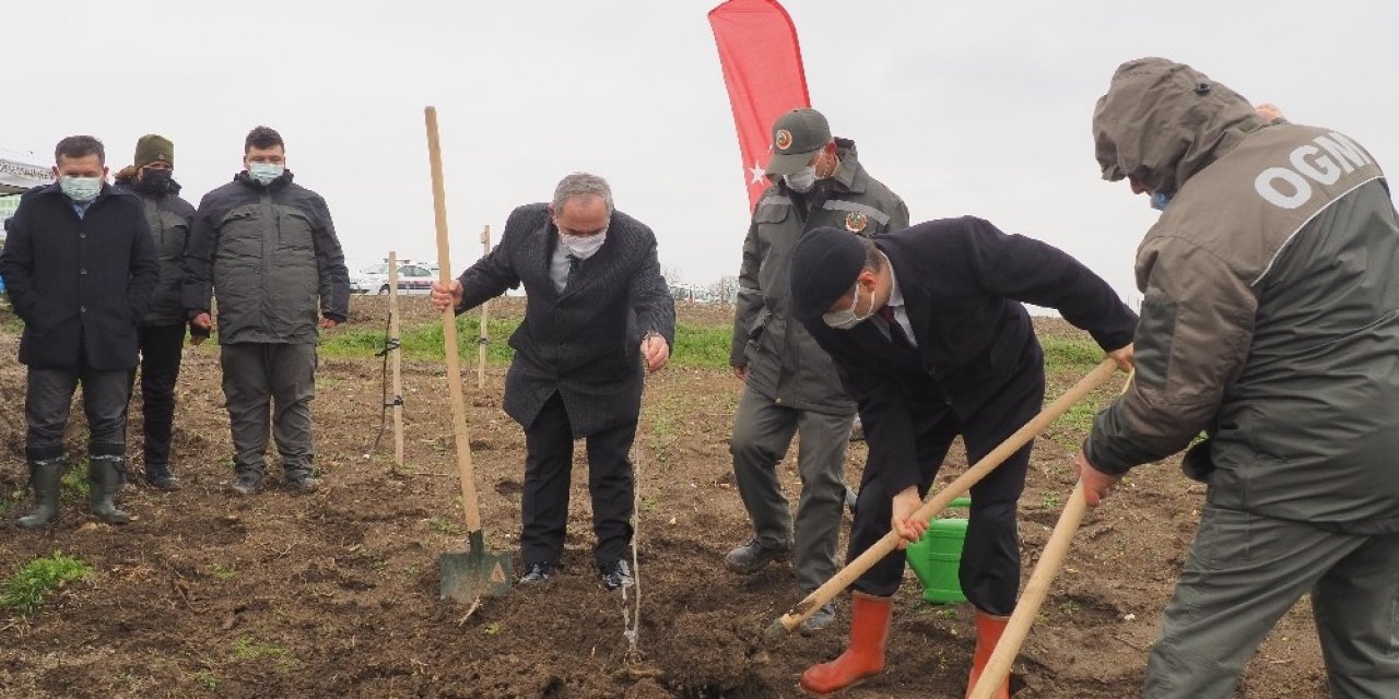 Edirne’de Yanan Ormanlar Küllerinden Doğuyor